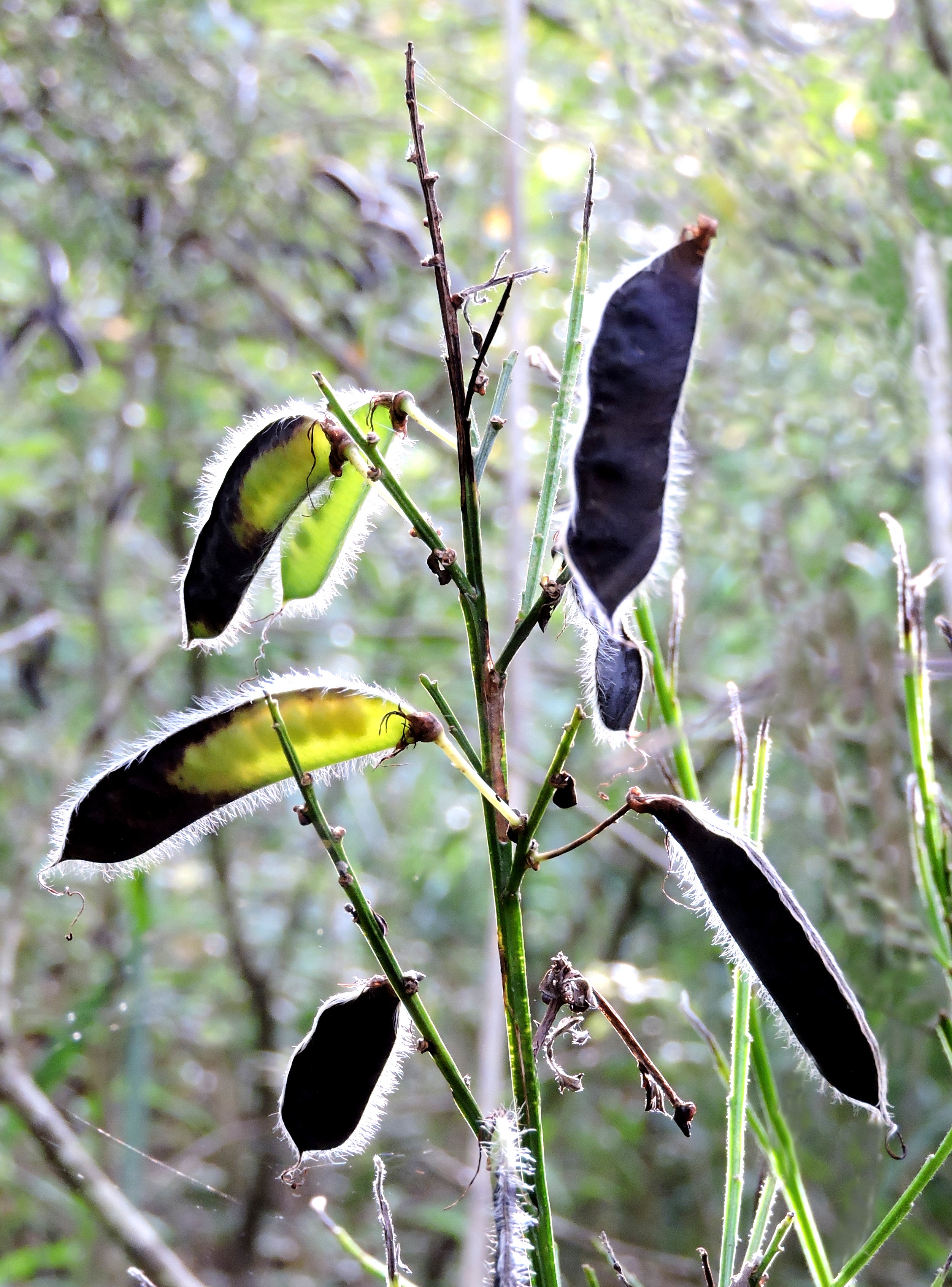 COMMON BROOM SEEDPODS. Bill Bagley Photography